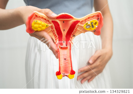 Uterus, Asian woman holding human anatomy model. Uterus, Asian woman holding human anatomy model. 134329821