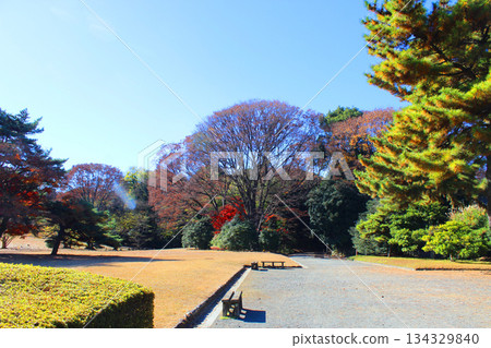 明治神宮 - 寶佛殿前的草坪 134329840