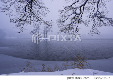 Mysterious lakeside trees shrouded in mist Mysterious lakeside trees shrouded in mist 134329896