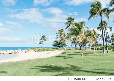 Palm tree lined coastline Palm tree lined coastline 134330026