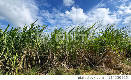 Okinawa scenery sugar cane field 134330325