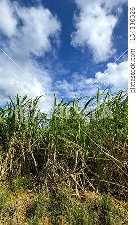 沖繩風光甘蔗田 134330326