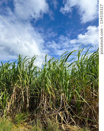 沖繩風光甘蔗田 134330327
