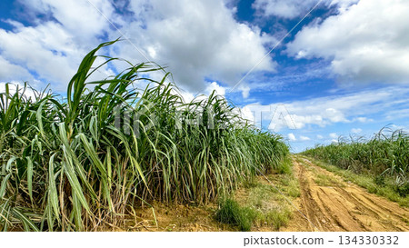 沖繩風光甘蔗田 134330332
