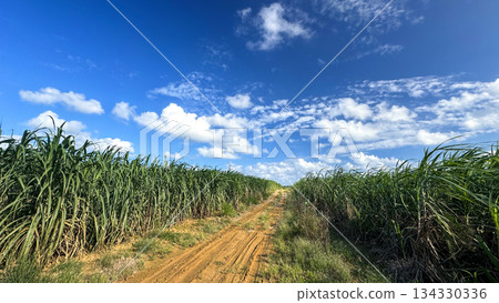 沖繩風光甘蔗田 沖繩風光甘蔗田 134330336