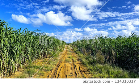 沖繩風光甘蔗田 134330337