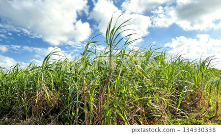 沖繩風光甘蔗田 134330338