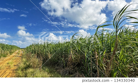 Okinawa scenery sugar cane field Okinawa scenery sugar cane field 134330340