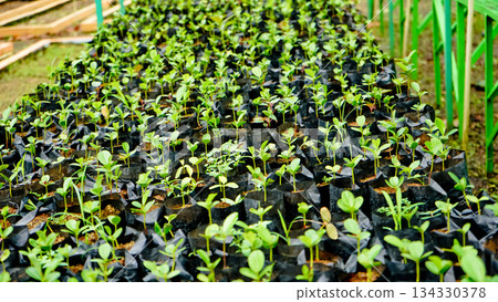 View of tree seedlings in the nursery, Rumpin, Bogor, West Java, Indonesia View of tree seedlings in the nursery, Rumpin, Bogor, West Java, Indonesia 134330378