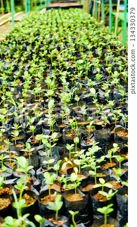 View of tree seedlings in the nursery, Rumpin, Bogor, West Java, Indonesia View of tree seedlings in the nursery, Rumpin, Bogor, West Java, Indonesia 134330379