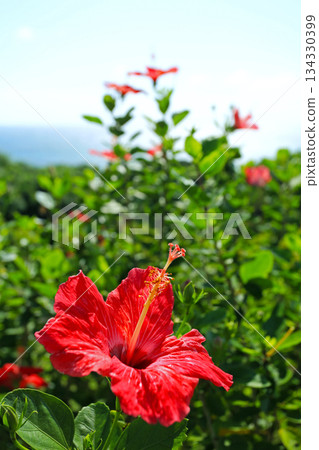 沖繩紅芙蓉花 134330399