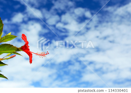 沖繩紅芙蓉花 134330401