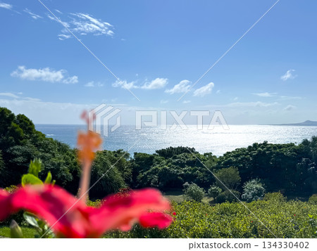 沖繩紅芙蓉花 134330402