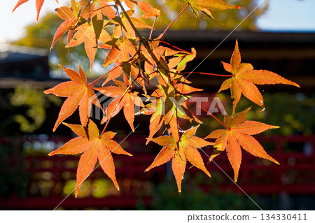 Maple leaves which turned red leaves 134330411