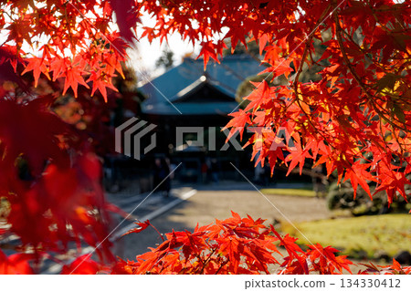 Bright red autumn leaves 134330412