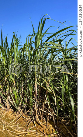 沖繩風光甘蔗田 134330634