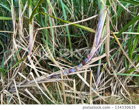 Okinawa scenery sugar cane field Okinawa scenery sugar cane field 134330635