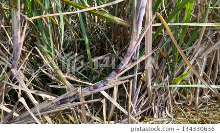 沖繩風光甘蔗田 134330636