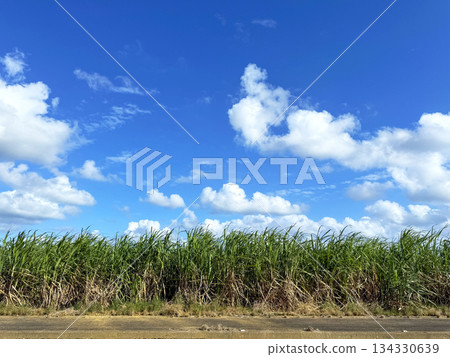 沖繩風光甘蔗田 134330639