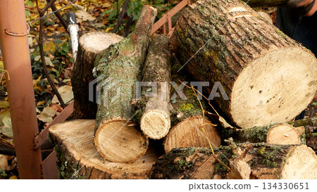 Men's hands stack freshly cut logs of trees into a pile.  134330651