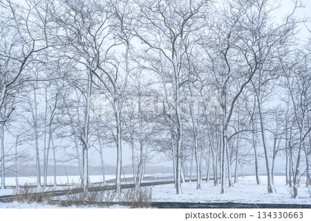 格羅夫在雪地裡 134330663