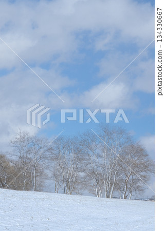 Snowy fields and trees under the blue sky Snowy fields and trees under the blue sky 134330667