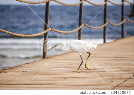 Great egret walking along wooden pier by sea, elegant white wading bird on coastal boardwalk in Egypt, Red Sea shoreline, calm marine travel and wildlife scene 134330675
