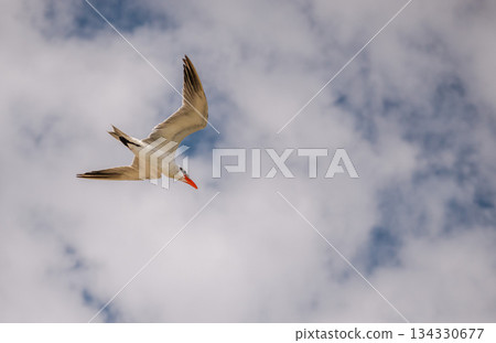 White cheeked tern flying against cloudy sky over Red Sea in Marsa Alam Egypt, seabird in midair with wings spread and strong sense of freedom and motion 134330677