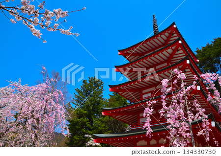 春季櫻花 新倉山淺間神社五重塔 春季櫻花 新倉山淺間神社五重塔 134330730