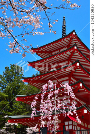春季櫻花 新倉山淺間神社五重塔 134330980