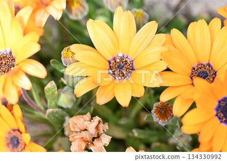 Yellow flower Yellow flower 134330992
