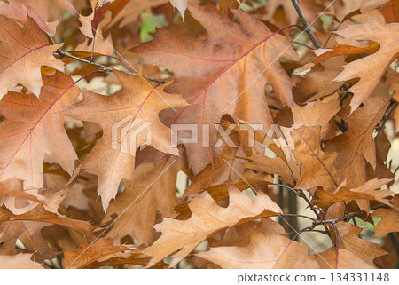 Brown autumn leaves of Canadian oak Brown autumn leaves of Canadian oak 134331148