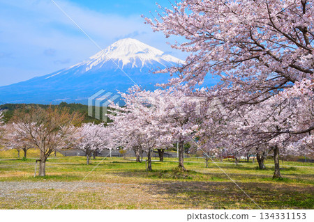 富士山大石寺公園的春季櫻花 134331153