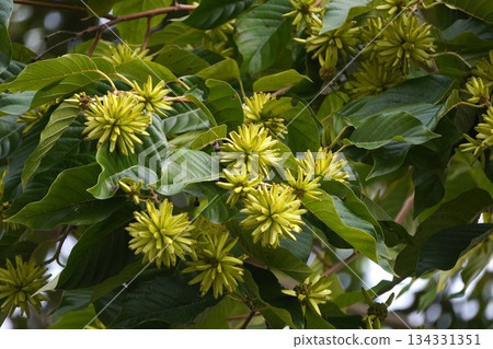 Fruit of the Japanese quince, October 2025 Fruit of the Japanese quince, October 2025 134331351