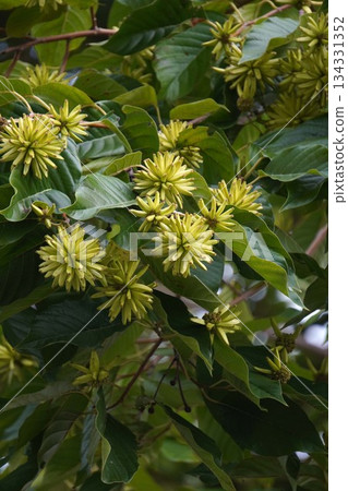 日本木瓜果實，2025年10月 134331352