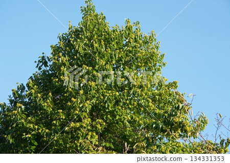 日本木瓜果實，2025年10月 134331353