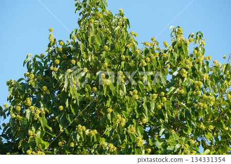 日本木瓜果實，2025年10月 134331354