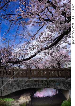 一排櫻花樹和一座橋 134331424