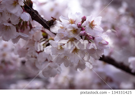 櫻花的一側 134331425