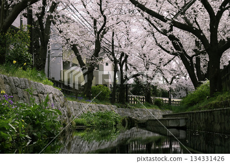 櫻花樹和灌溉渠 134331426
