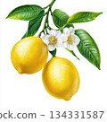 Lemon with green leaf branch and flower. 134331587