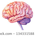 Brain human anatomy model watercolor. 134331588