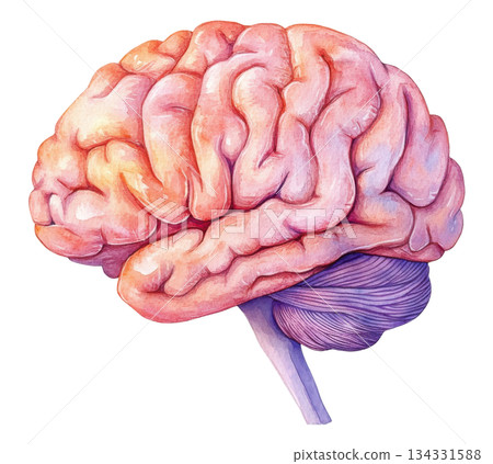 Brain human anatomy model watercolor. Brain human anatomy model watercolor. 134331588