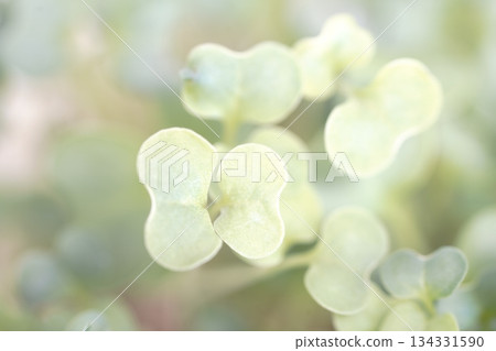 蘿蔔苗 134331590