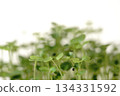 Radish sprouts 134331592