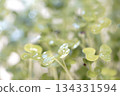 Radish sprouts 134331594