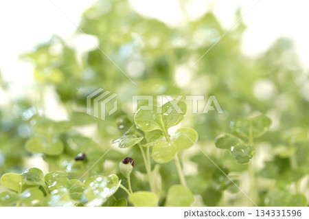 蘿蔔苗 蘿蔔苗 134331596