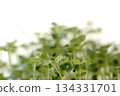 Radish sprouts 134331701