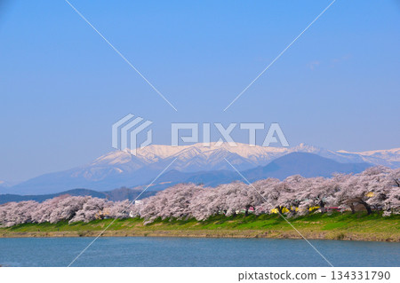 Sakura view Shiroishi River Ichimoku Senbon Sakura Sakura view Shiroishi River Ichimoku Senbon Sakura 134331790
