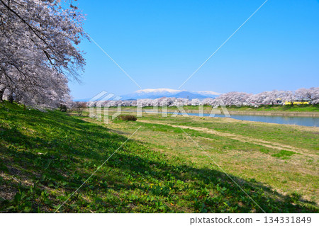 櫻花景白石河市市千本櫻 134331849